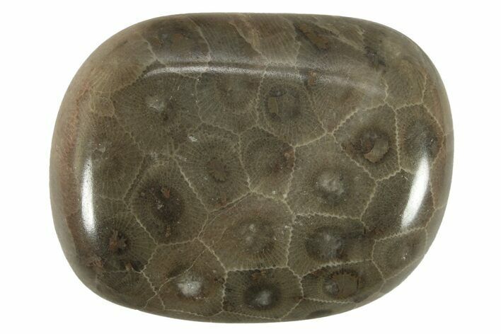 Polished Petoskey Stone (Fossil Coral) - Michigan #230450